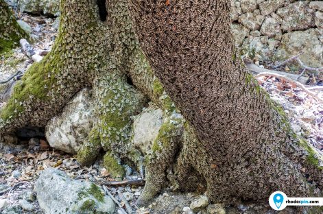 Butterfly valley Rhodes island